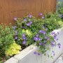 Die zur Abstützung des Geländes eingesetzten Mauerscheiben werden von bunten Stauden überspielt. Die gelblaubigen Heuchera bringen den Garten selbst im Schatten und bei trübem Wetter zum Leuchten.