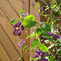 Die Clematis bringt Farbe auf den Sichtschutzzaun.