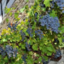 Hausgarten Schwieberdingen: Eine Weinranke umspielt das Rankgerüst an der Fassade und belebt diese zu allen Jahreszeiten.