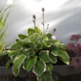 warmbronn_detail_bepflanzung